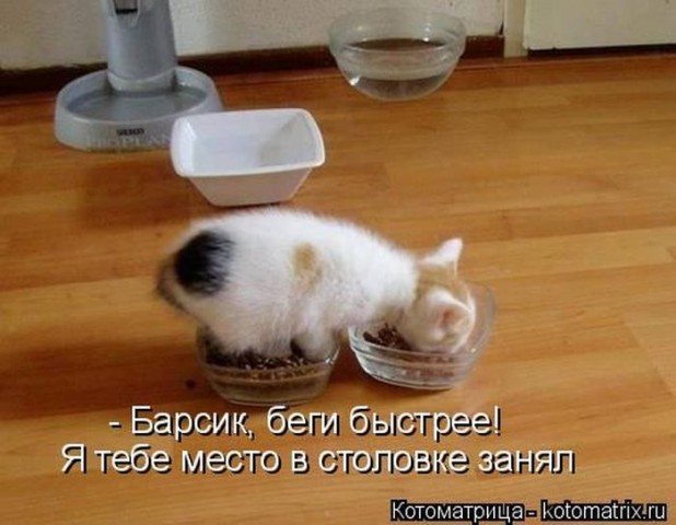 Смешные картинки с животными