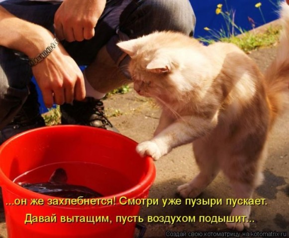 Смешные картинки с животными