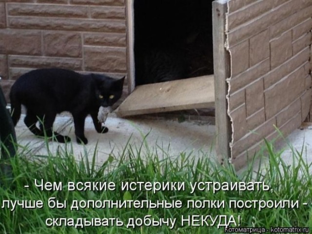Смешные картинки с животными