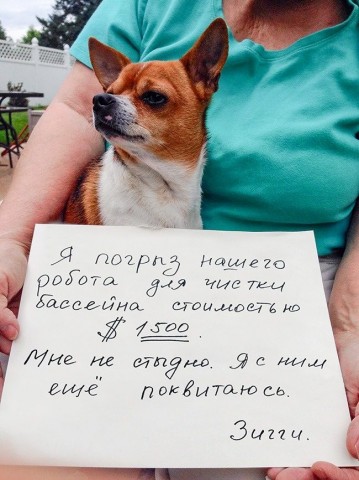 Смешные картинки с животными