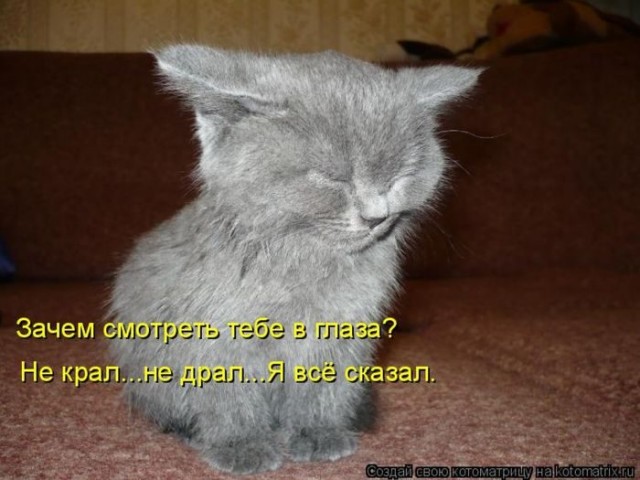 Смешные картинки с животными