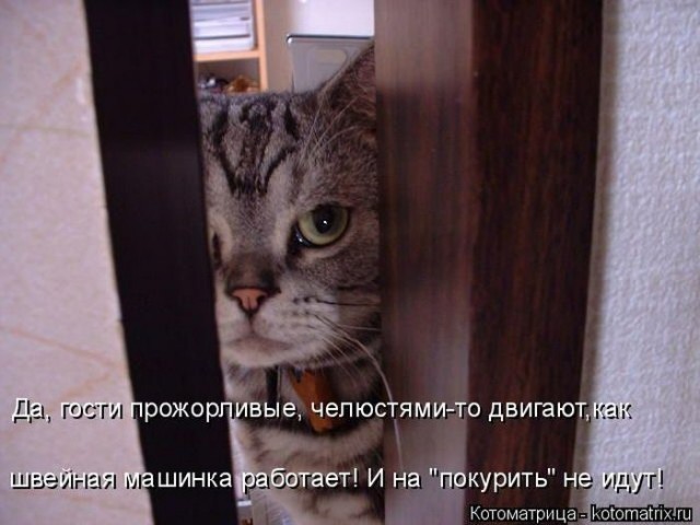 Смешные картинки с животными