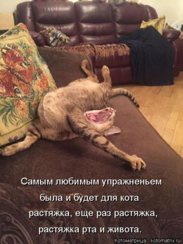 Смешные картинки с животными