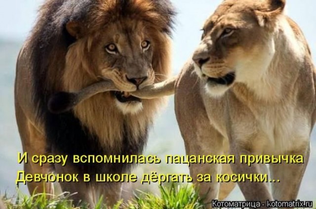 Смешные картинки с животными