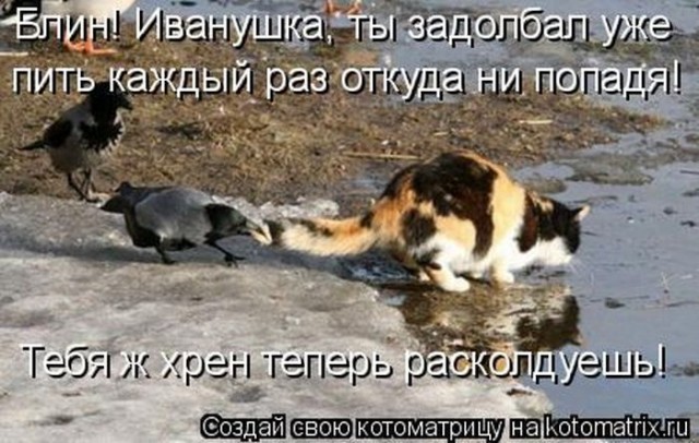 Смешные картинки с животными