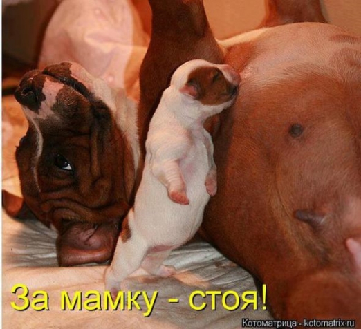 Очередная порция юмора