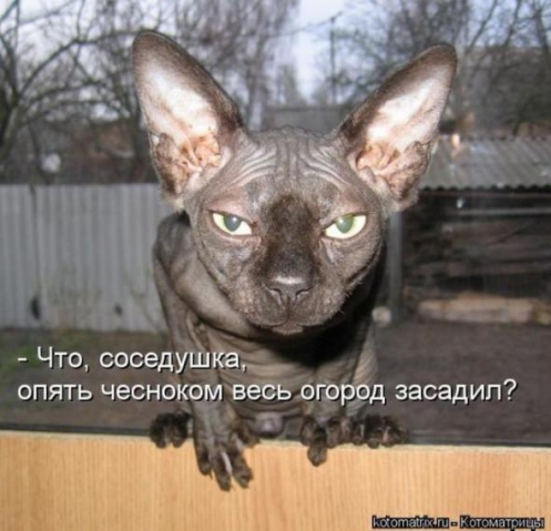 Очередная порция юмора