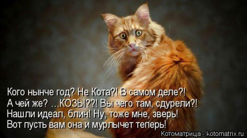 Котоматрица