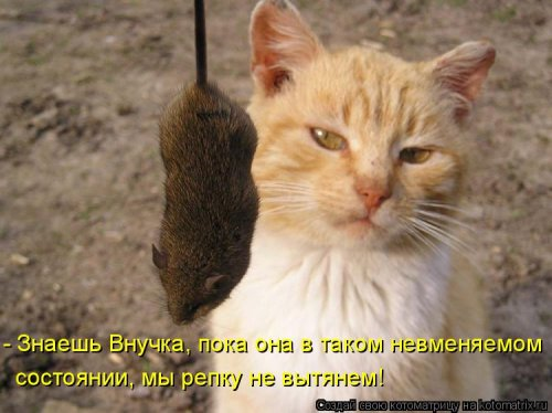 Котоматрица