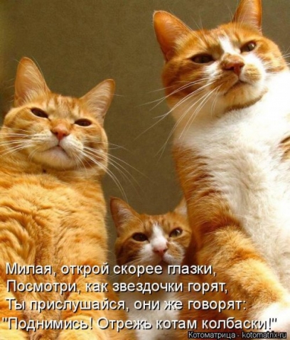 Котоматрица