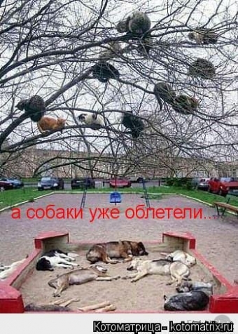 Котоматрица