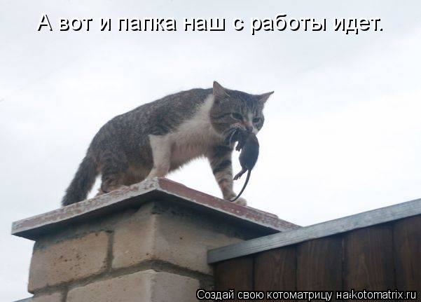 Юмор+котоматрица