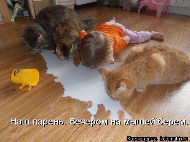 Юмор+котоматрица