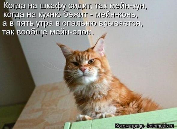 Юмор+котоматрица