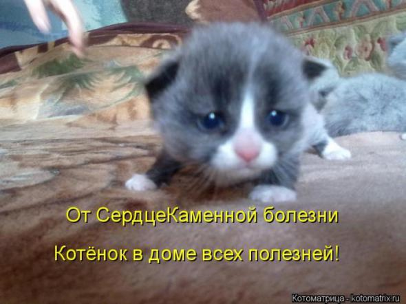 Юмор+котоматрица