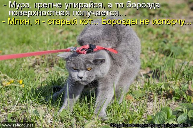 Юмор, позитифффчик на сон грядущий