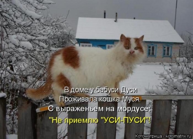 Очередная котоматрица