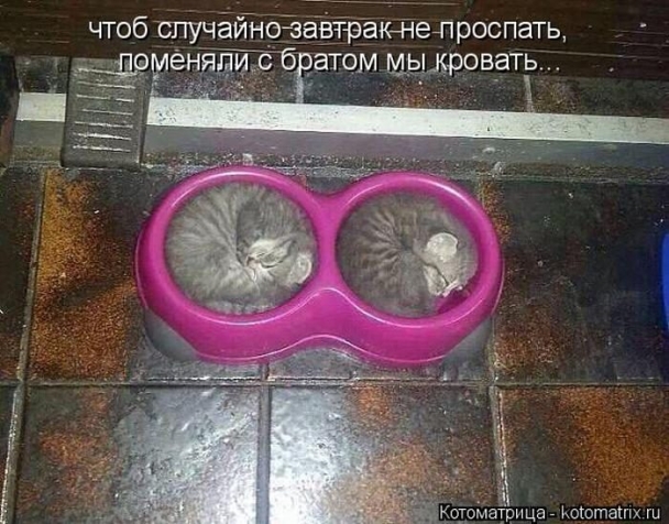 Очередная котоматрица