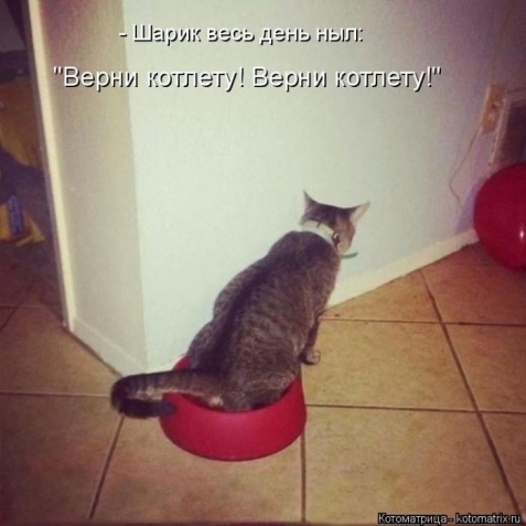 Очередная котоматрица