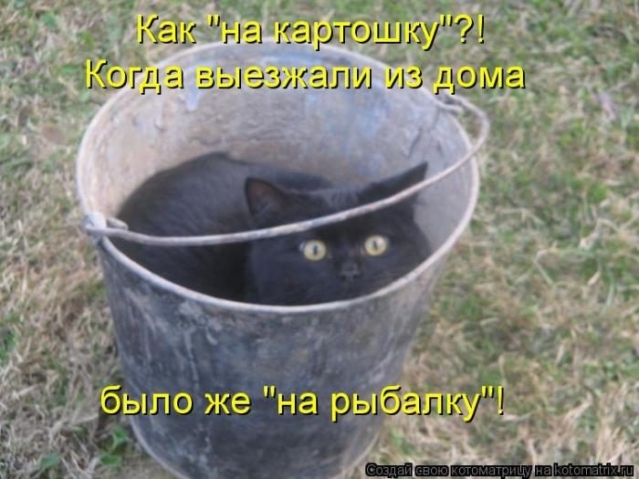 Очередная котоматрица