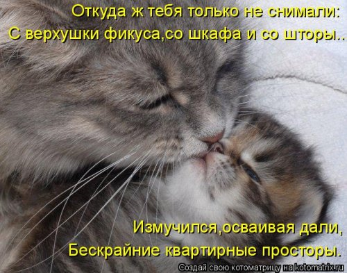 Очередная котоматрица