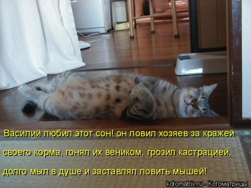 Очередная котоматрица