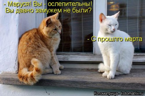 Очередная котоматрица