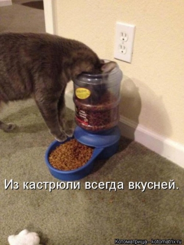 Очередная котоматрица