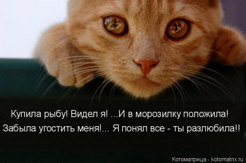 Очередная котоматрица