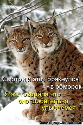 Очередная котоматрица