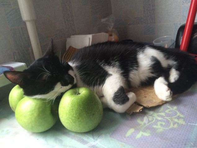 Очередная котоматрица