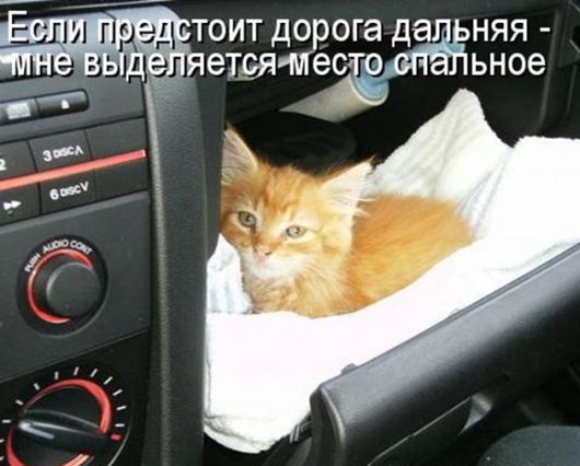 Очередная котоматрица