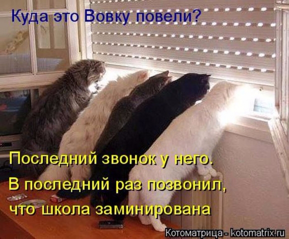 Очередная котоматрица