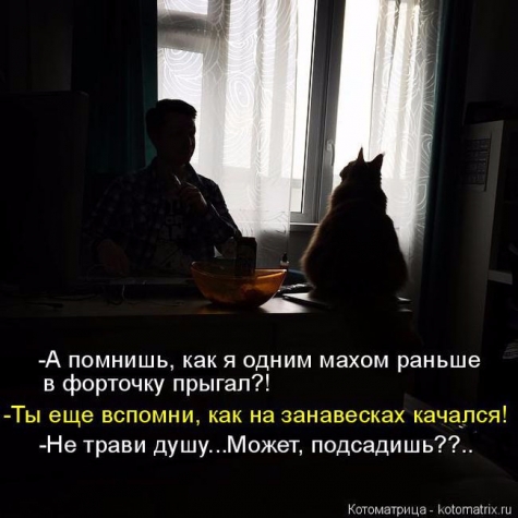 Очередная котоматрица