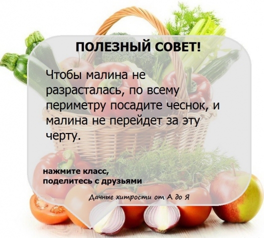 Природа улыбнулась, рецепты, полезная информация и поразительные куклены (из интернета)