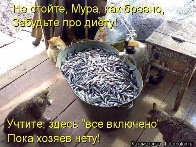 Очередная котоматрица