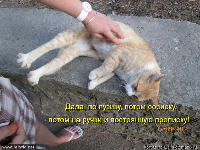 Очередная котоматрица