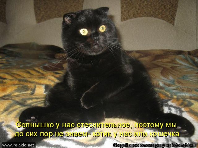 Очередная котоматрица