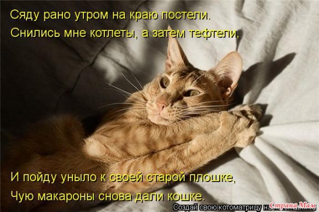 Очередная котоматрица (из интернета)