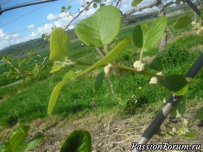 Разные цветы.