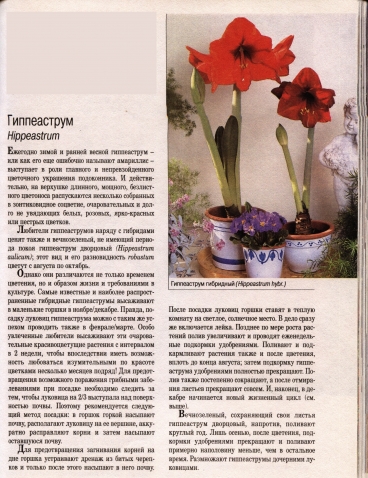 О комнатных цветах