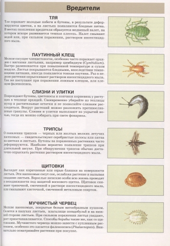 Орхидеи. Выбор, покупка и уход.