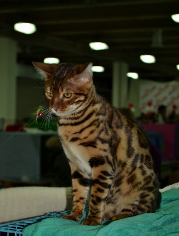 Алматы. Выставка кошек