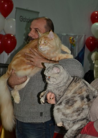 Алматы. Выставка кошек
