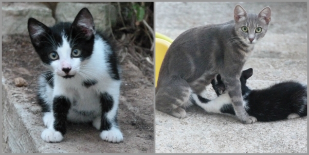 А эта кошка с котёнком
хозяина... А эта кошка с котёнком
хозяина...