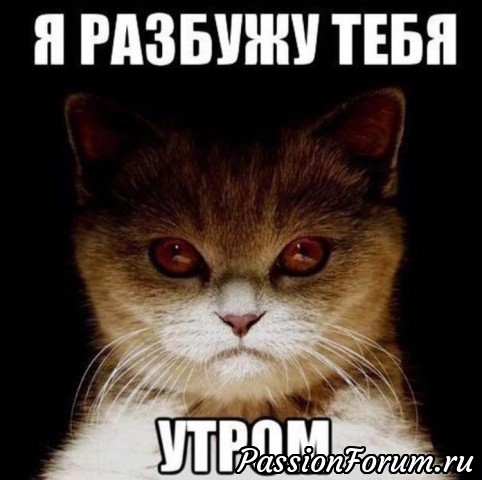 Кот Тимка, а также небольшая история про ёжика Тишку Кот Тимка, а также небольшая история про ёжика Тишку