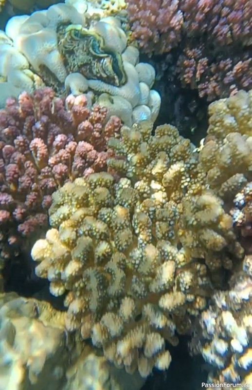 Красное море