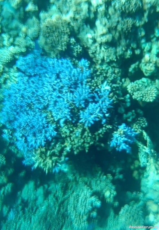 Красное море