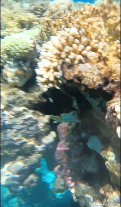 Красное море