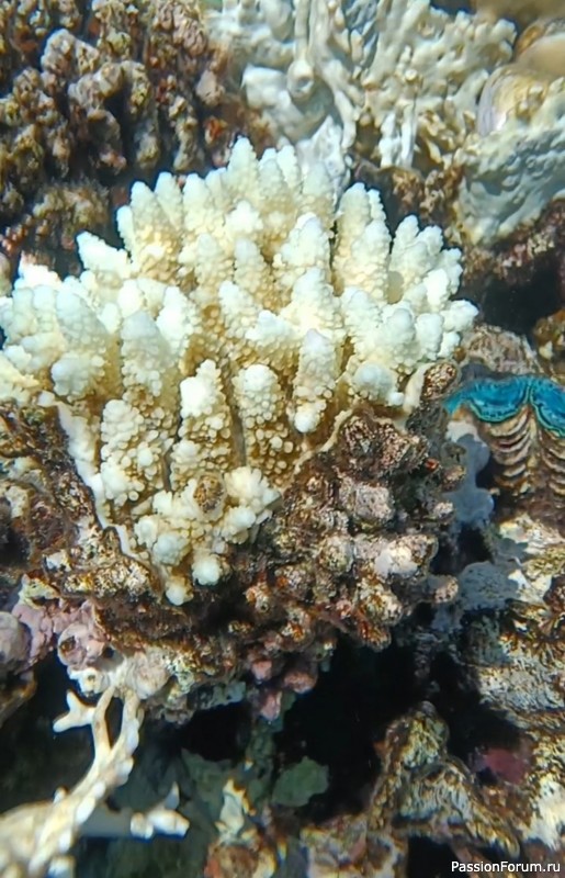 Красное море